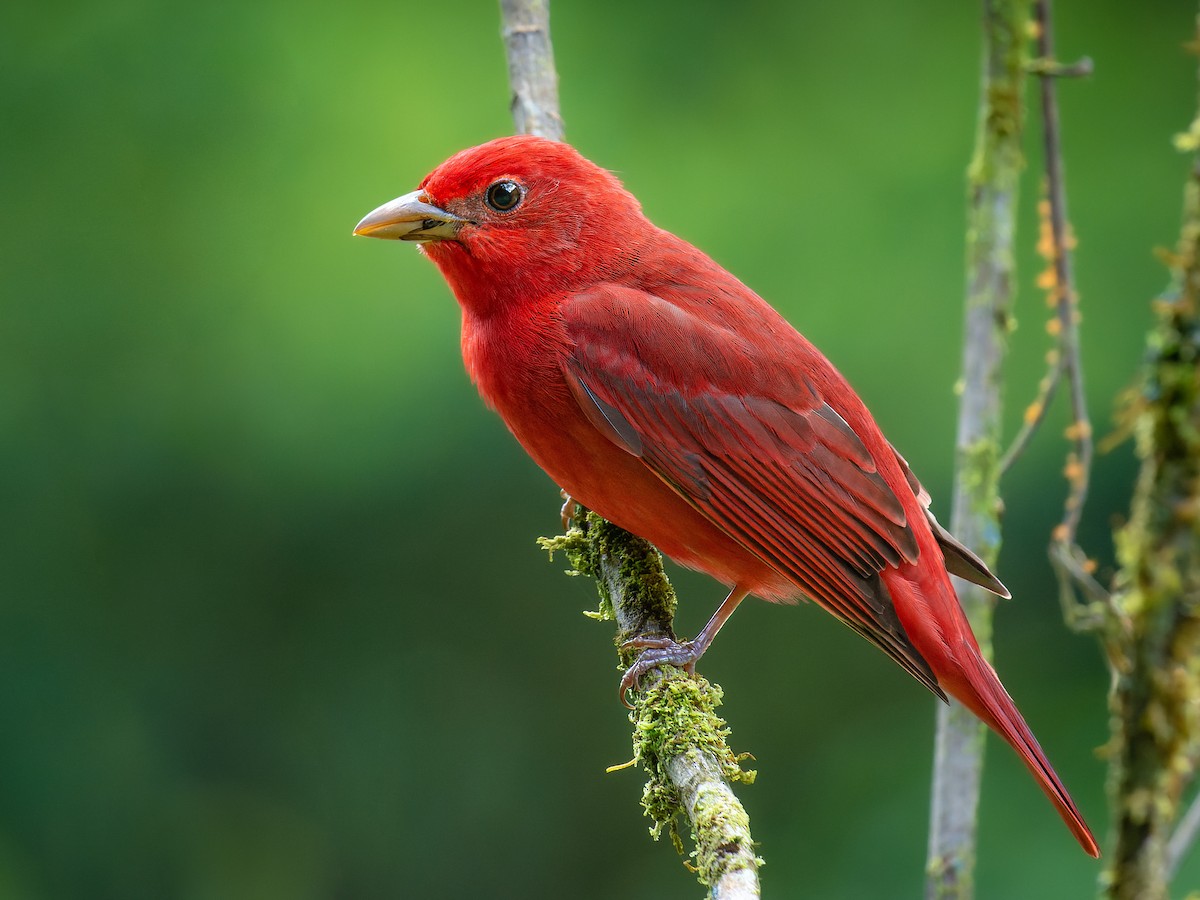 a completely firetruck red bird. unmistakeable in usa because of this coloring.